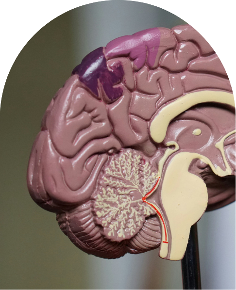 Modelo anatômico de cérebro para avaliação neuropsicológica